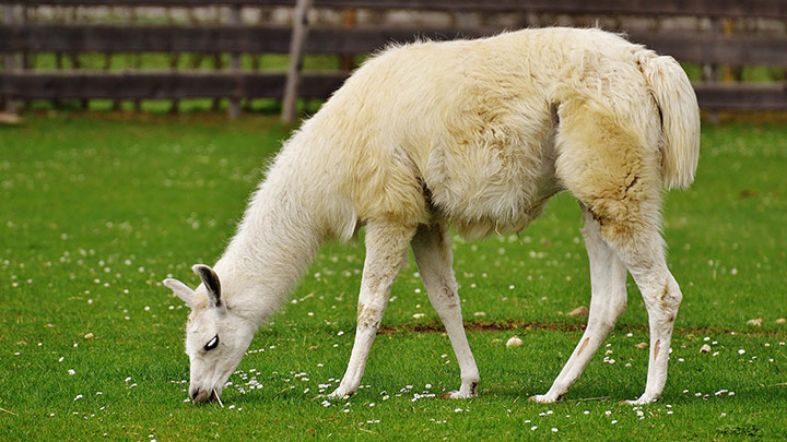 Tiere als Allergieausl ser allnatura sterreich